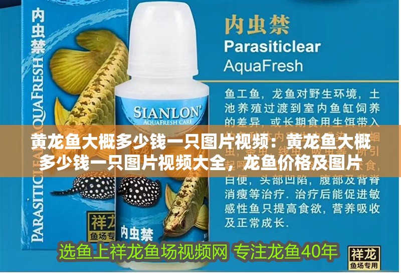 黃龍魚大概多少錢一只圖片視頻：黃龍魚大概多少錢一只圖片視頻大全，龍魚價格及圖片