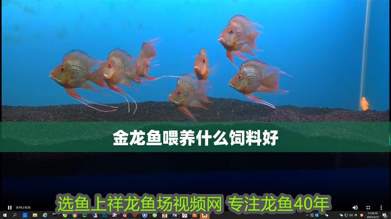 金龍魚喂養什么飼料好