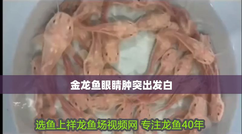 金龍魚眼睛腫突出發(fā)白