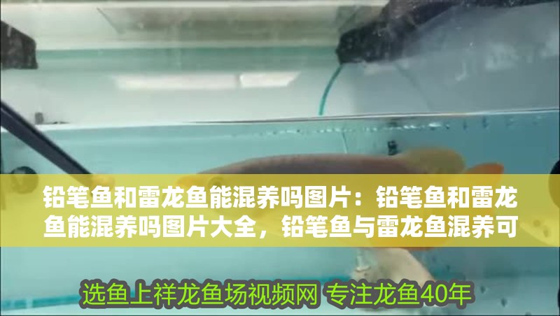 鉛筆魚和雷龍魚能混養(yǎng)嗎圖片：鉛筆魚和雷龍魚能混養(yǎng)嗎圖片大全，鉛筆魚與雷龍魚混養(yǎng)可行性及混養(yǎng)圖鑒