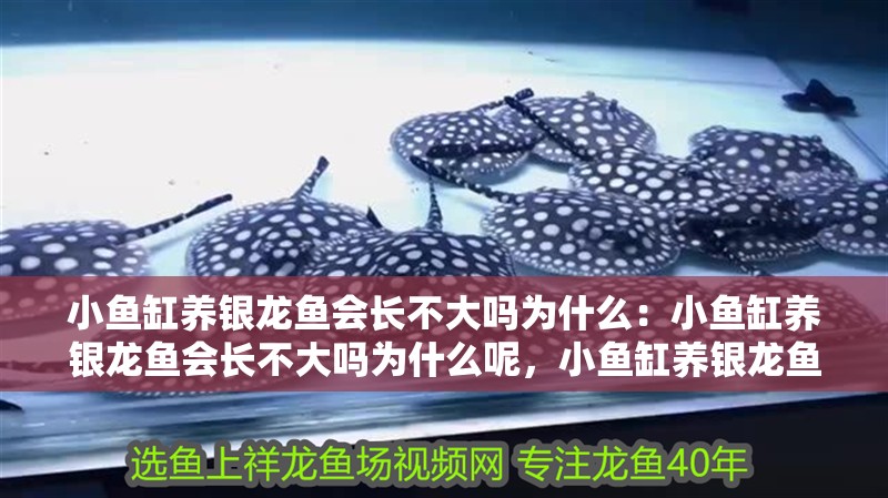 小魚缸養銀龍魚會長不大嗎為什么：小魚缸養銀龍魚會長不大嗎為什么呢，小魚缸養銀龍魚為何長不大？原因及影響詳解