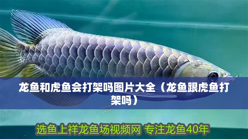 龍魚和虎魚會打架嗎圖片大全（龍魚跟虎魚打架嗎）