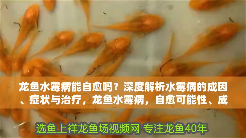 龍魚水霉病能自愈嗎？深度解析水霉病的成因、癥狀與治療，龍魚水霉病，自愈可能性、成因解析與科學治療全指南