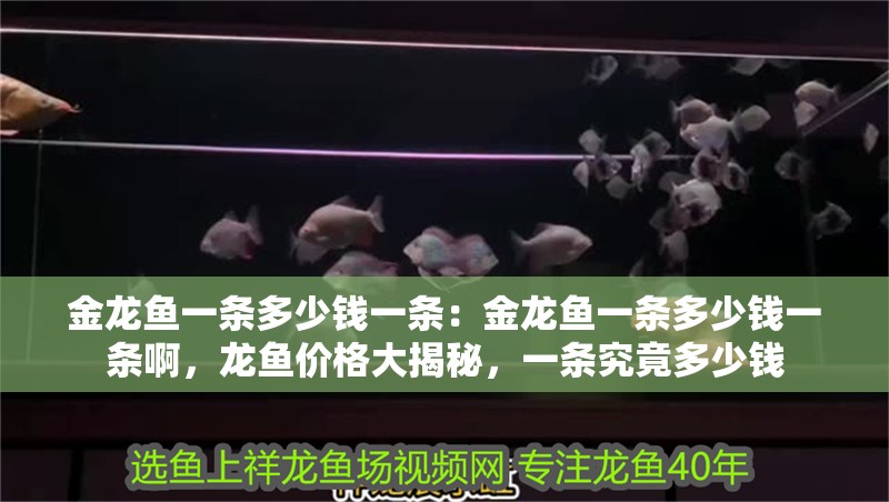 金龍魚一條多少錢一條：金龍魚一條多少錢一條啊，龍魚價格大揭秘，一條究竟多少錢