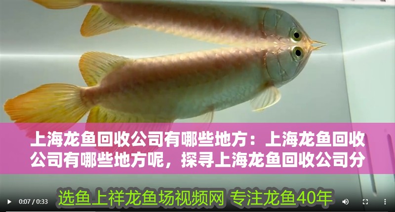 上海龍魚回收公司有哪些地方：上海龍魚回收公司有哪些地方呢，探尋上海龍魚回收公司分布，究竟有哪些地方有？