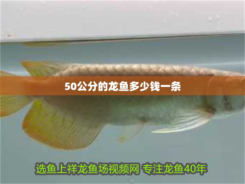 50公分的龍魚多少錢一條