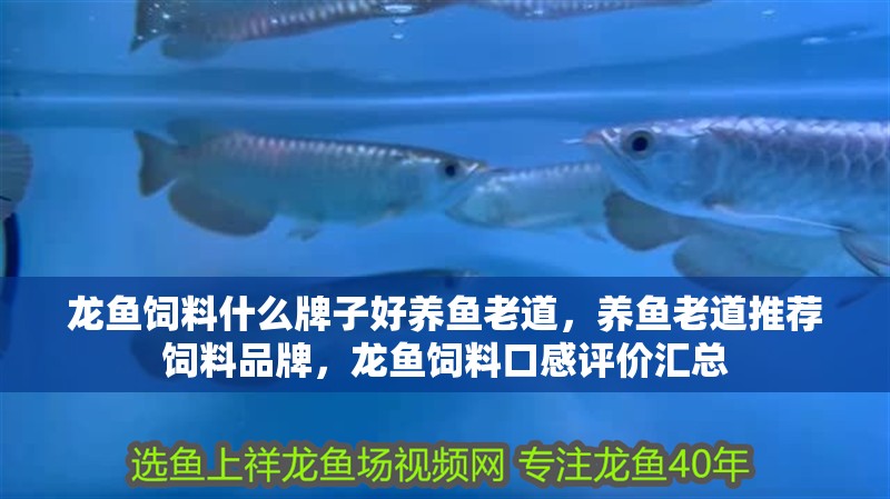 龍魚飼料什么牌子好養魚老道，養魚老道推薦飼料品牌，龍魚飼料口感評價匯總