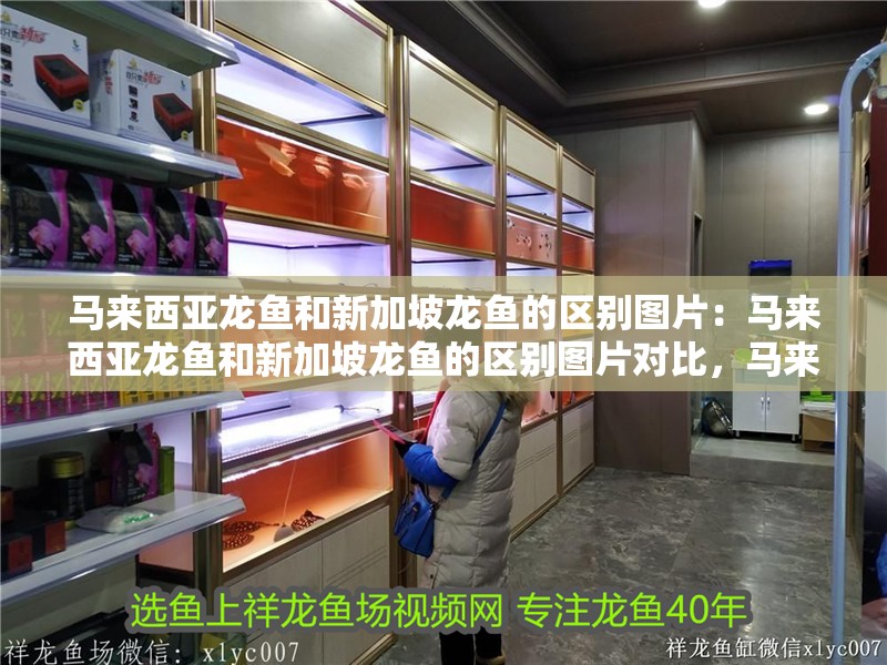 馬來西亞龍魚和新加坡龍魚的區別圖片：馬來西亞龍魚和新加坡龍魚的區別圖片對比，馬來西亞龍魚與新加坡龍魚區別圖片