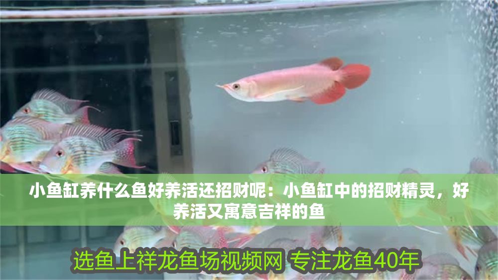 小魚缸養(yǎng)什么魚好養(yǎng)活還招財(cái)呢：小魚缸中的招財(cái)精靈，好養(yǎng)活又寓意吉祥的魚