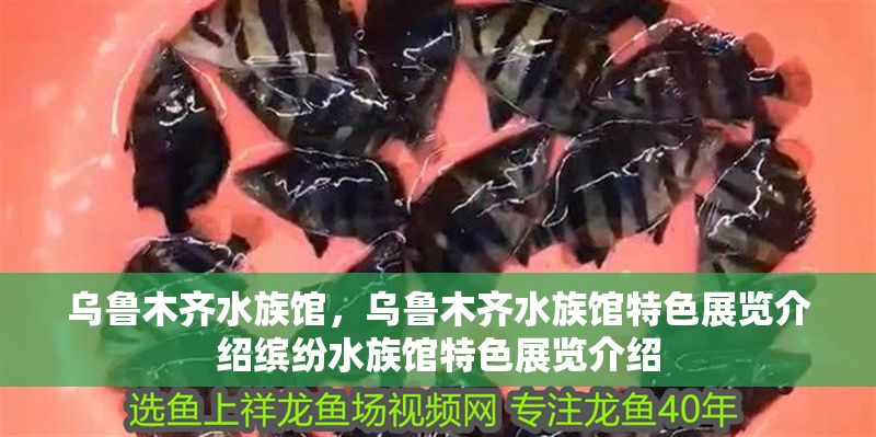 烏魯木齊水族館，烏魯木齊水族館特色展覽介紹繽紛水族館特色展覽介紹
