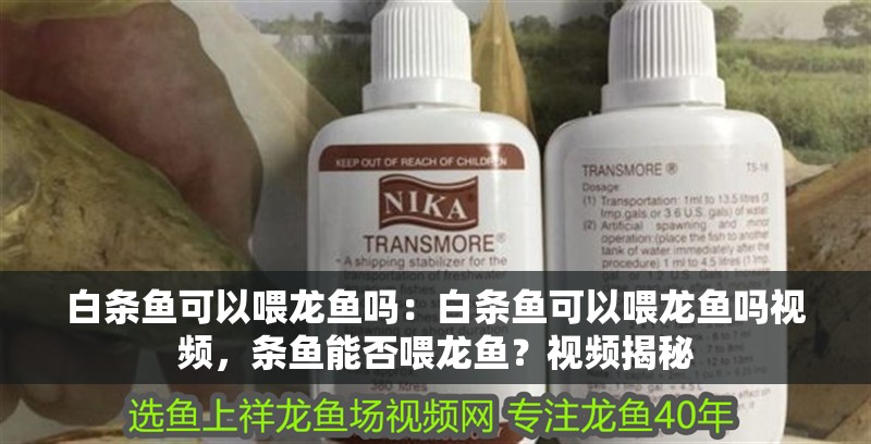 白條魚可以喂龍魚嗎：白條魚可以喂龍魚嗎視頻，條魚能否喂龍魚？視頻揭秘