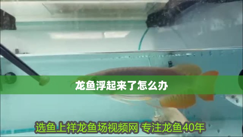 龍魚浮起來了怎么辦