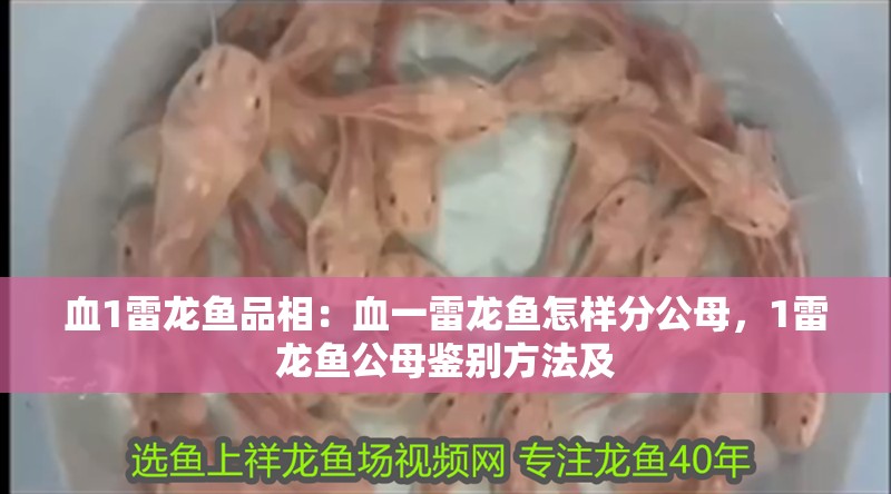 血1雷龍魚品相：血一雷龍魚怎樣分公母，1雷龍魚公母鑒別方法及