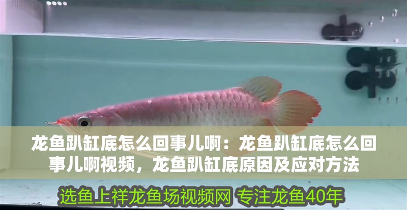 龍魚(yú)趴缸底怎么回事兒啊：龍魚(yú)趴缸底怎么回事兒啊視頻，龍魚(yú)趴缸底原因及應(yīng)對(duì)方法