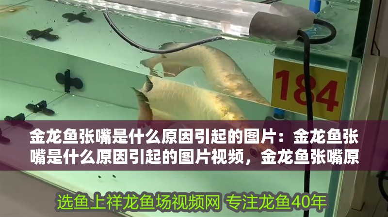 金龍魚張嘴是什么原因引起的圖片：金龍魚張嘴是什么原因引起的圖片視頻，金龍魚張嘴原因探究，圖文