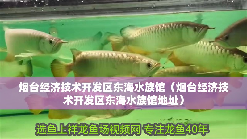 煙臺經濟技術開發(fā)區(qū)東海水族館（煙臺經濟技術開發(fā)區(qū)東海水族館地址）