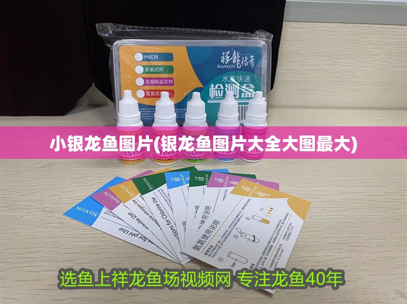 小銀龍魚圖片(銀龍魚圖片大全大圖最大)