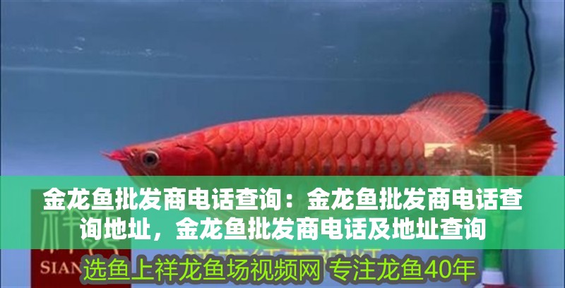 金龍魚批發商電話查詢：金龍魚批發商電話查詢地址，金龍魚批發商電話及地址查詢