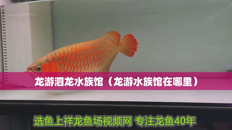 龍游泗龍水族館(龍游水族館在哪里) 全國水族館企業名錄 第2張 龍游泗龍水族館(龍游水族館在哪里) 龍游泗龍水族館(龍游水族館在哪里) 全國水族館企業名錄 第2張
