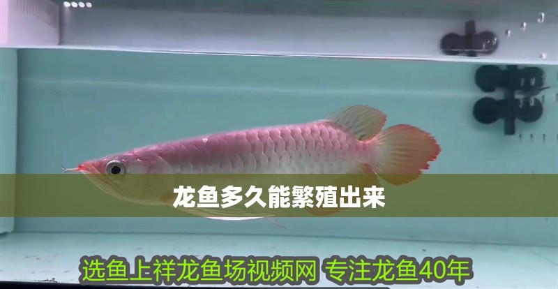 龍魚多久能繁殖出來 龍魚多久能繁殖出來 龍魚百科 第4張