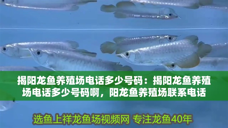 揭陽龍魚養殖場電話多少號碼：揭陽龍魚養殖場電話多少號碼啊，陽龍魚養殖場聯系電話