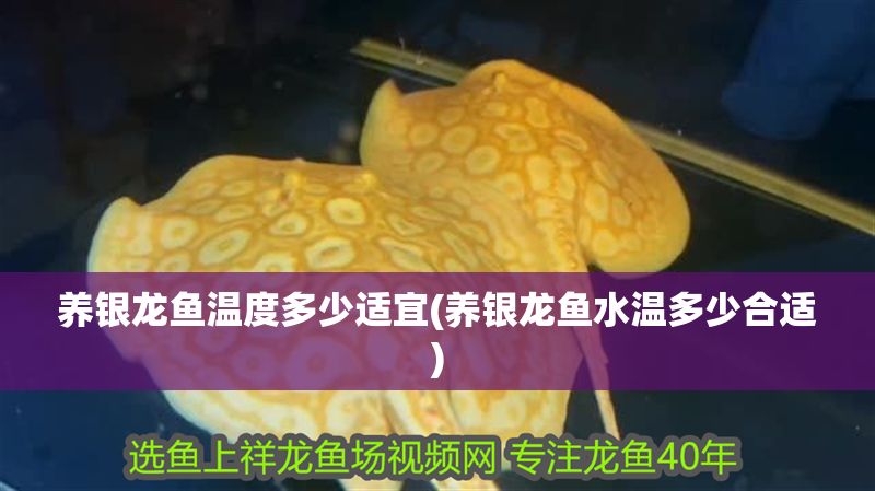 養銀龍魚溫度多少適宜(養銀龍魚水溫多少合適)