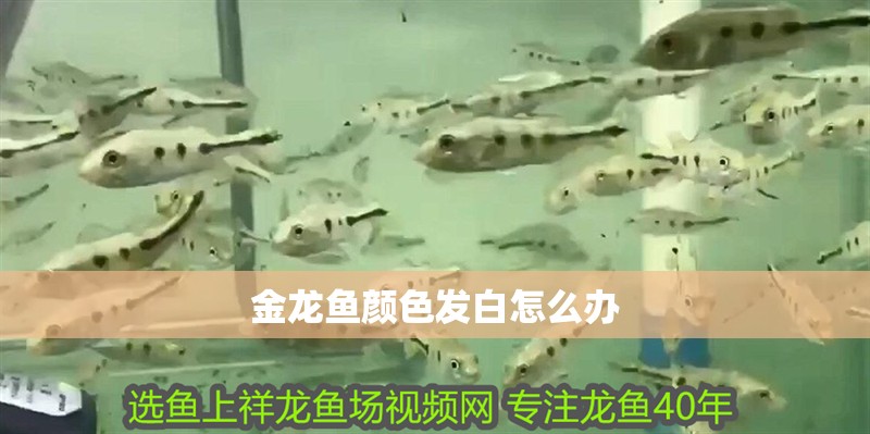 金龍魚顏色發白怎么辦