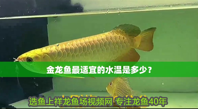 金龍魚最適宜的水溫是多少？