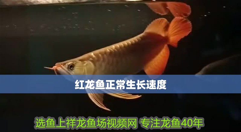 紅龍魚正常生長速度
