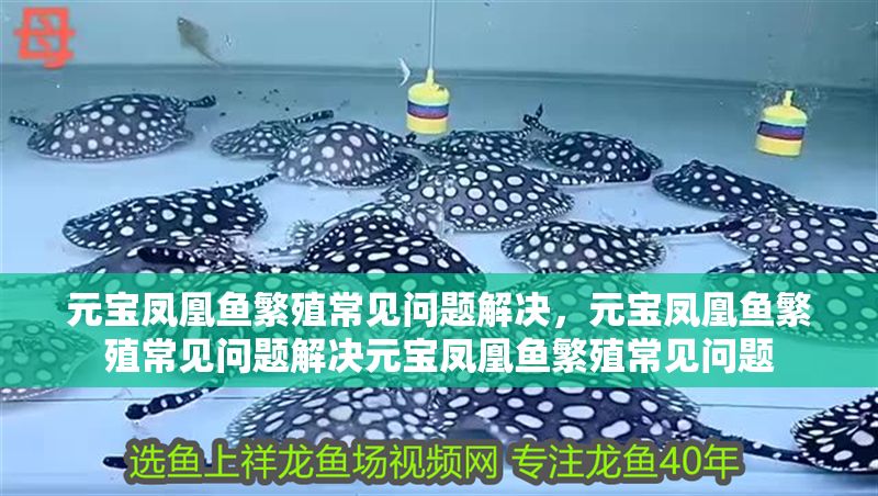 元寶鳳凰魚繁殖常見問題解決，元寶鳳凰魚繁殖常見問題解決元寶鳳凰魚繁殖常見問題