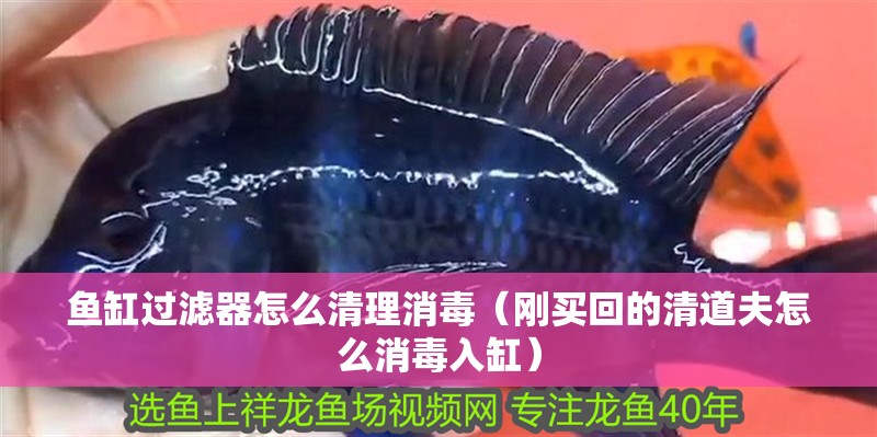 魚缸過濾器怎么清理消毒（剛買回的清道夫怎么消毒入缸）