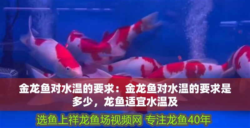 金龍魚對水溫的要求：金龍魚對水溫的要求是多少，龍魚適宜水溫及