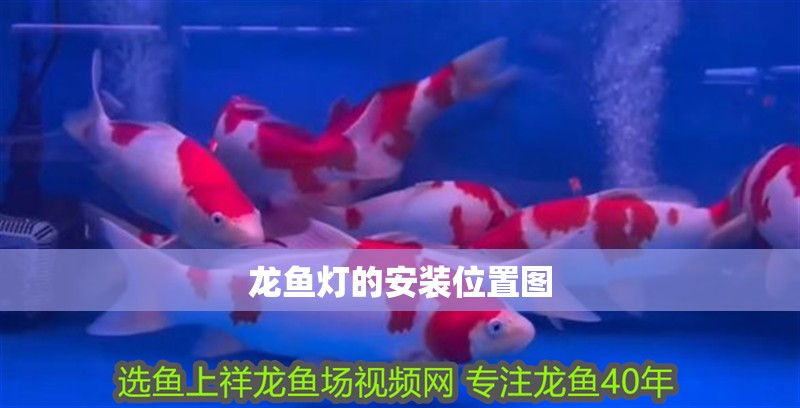 龍魚燈的安裝位置圖 龍魚燈的安裝位置圖 龍魚百科 第2張