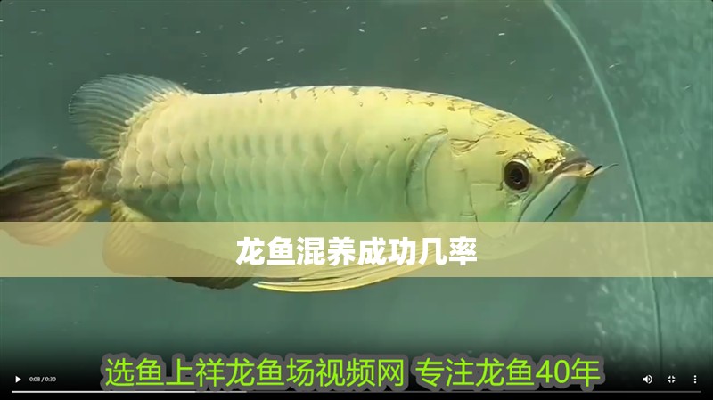 龍魚混養(yǎng)成功幾率