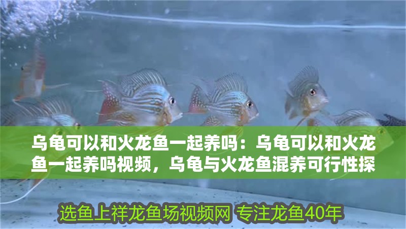 烏龜可以和火龍魚一起養嗎：烏龜可以和火龍魚一起養嗎視頻，烏龜與火龍魚混養可行性探究