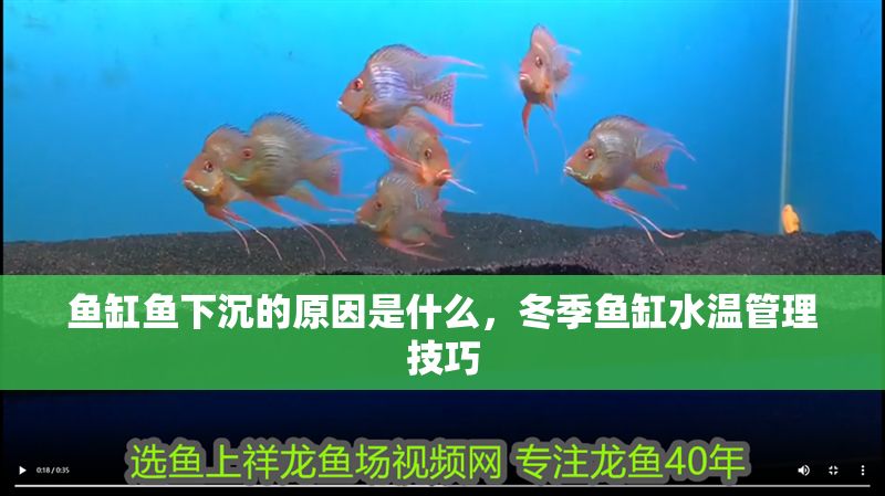 魚缸魚下沉的原因是什么，冬季魚缸水溫管理技巧