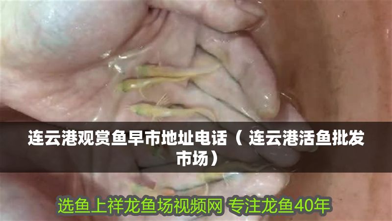 連云港觀賞魚早市地址電話（ 連云港活魚批發市場）