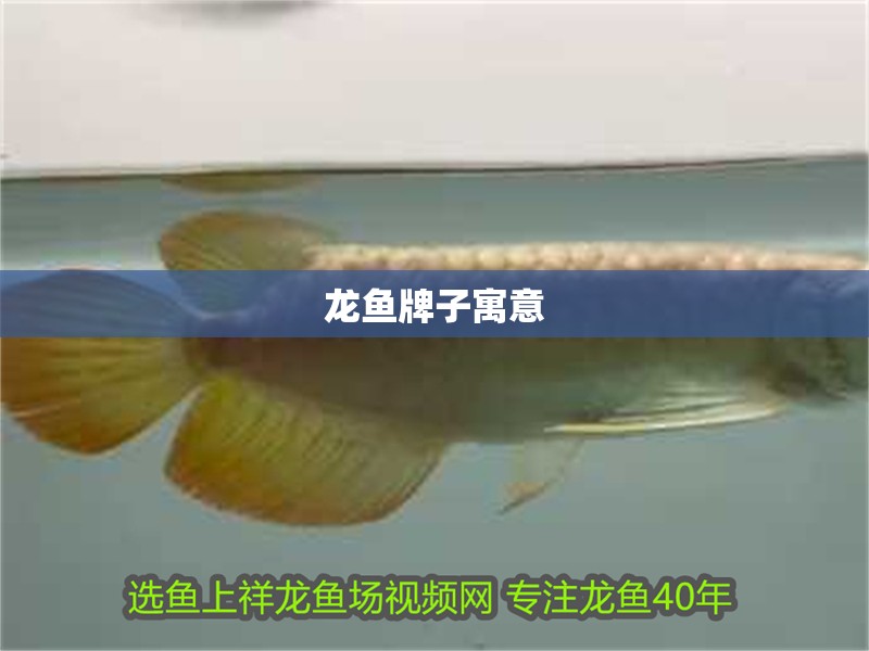 龍魚牌子寓意