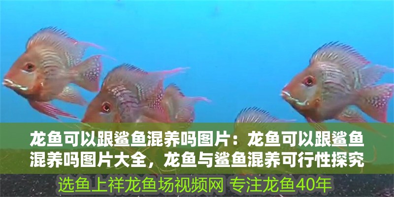 金龍魚眼睛的顏色是什么