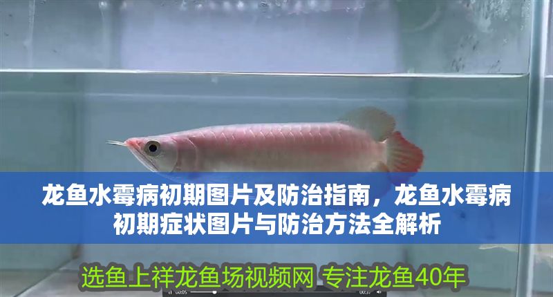 龍魚水霉病初期圖片及防治指南，龍魚水霉病初期癥狀圖片與防治方法全解析