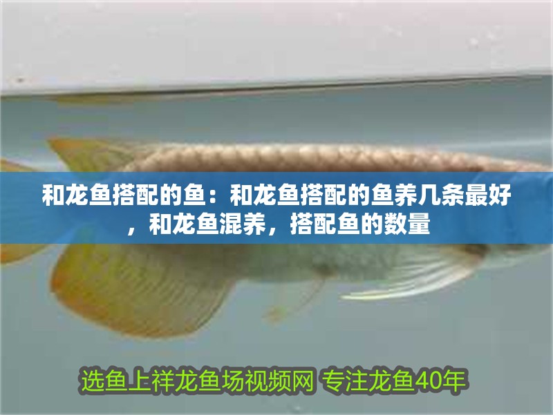 和龍魚搭配的魚：和龍魚搭配的魚養(yǎng)幾條最好，和龍魚混養(yǎng)，搭配魚的數(shù)量