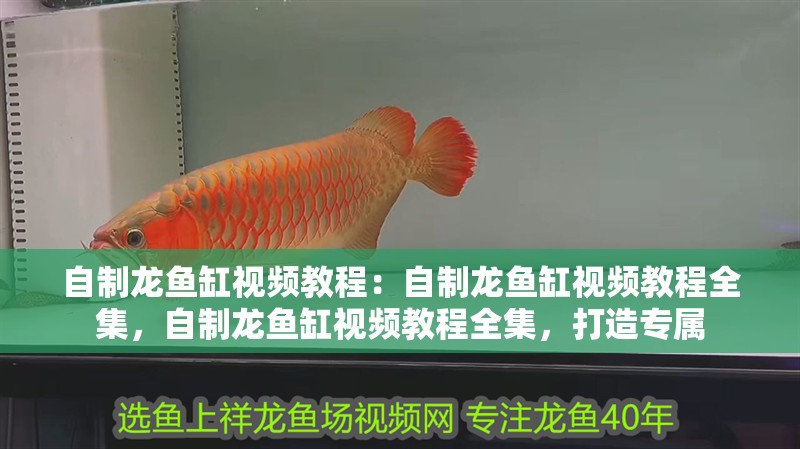 自制龍魚缸視頻教程：自制龍魚缸視頻教程全集，自制龍魚缸視頻教程全集，打造專屬