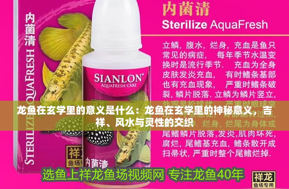 龍魚在玄學(xué)里的意義是什么：龍魚在玄學(xué)里的神秘意義，吉祥、風(fēng)水與靈性的交織
