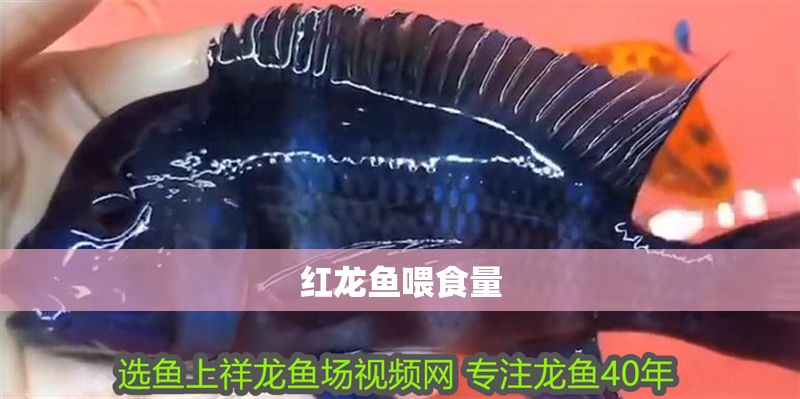 紅龍魚喂食量