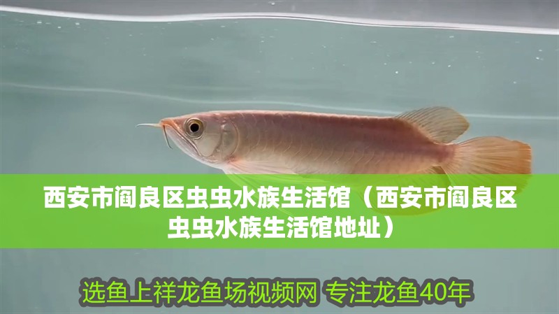 西安市閻良區蟲蟲水族生活館（西安市閻良區蟲蟲水族生活館地址）