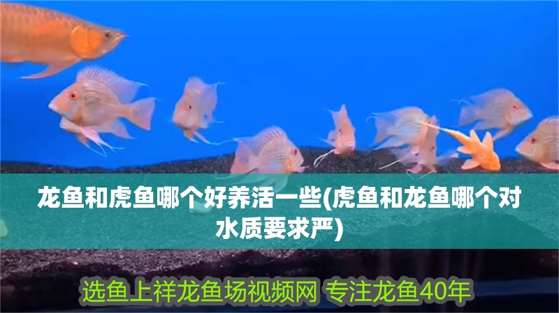 龍魚和虎魚哪個好養活一些(虎魚和龍魚哪個對水質要求嚴)