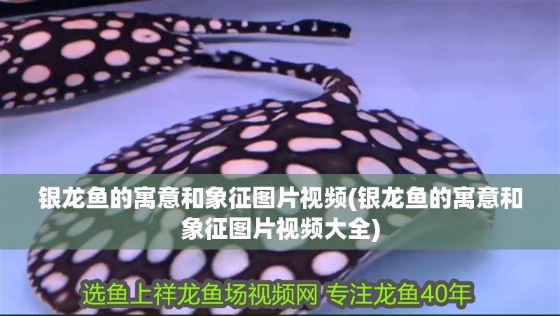 銀龍魚的寓意和象征圖片視頻(銀龍魚的寓意和象征圖片視頻大全)