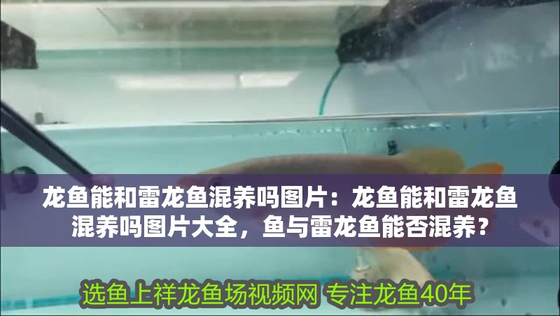 龍魚(yú)能和雷龍魚(yú)混養(yǎng)嗎圖片：龍魚(yú)能和雷龍魚(yú)混養(yǎng)嗎圖片大全，魚(yú)與雷龍魚(yú)能否混養(yǎng)？