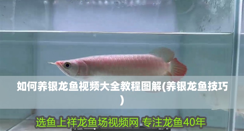 如何養銀龍魚視頻大全教程圖解(養銀龍魚技巧)
