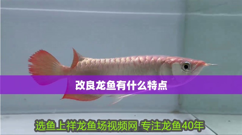 改良龍魚有什么特點